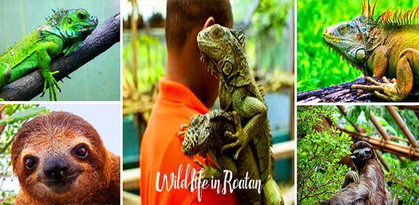 Sloth Sanctuary and Iguana Farm Tours